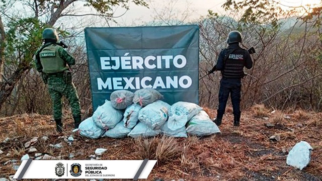 Asegura la Policía Estatal y SEDENA presunta droga en comunidad del municipio de Chilpancingo, Guerrero....