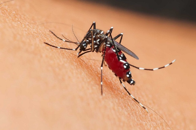 ¡Cuidado con los mosquitos! Llegó la temporada de dengue que es una enfermedad de climas tropicales y subtropicales en donde cada año se infectan entre 100 y 400 millones de personas