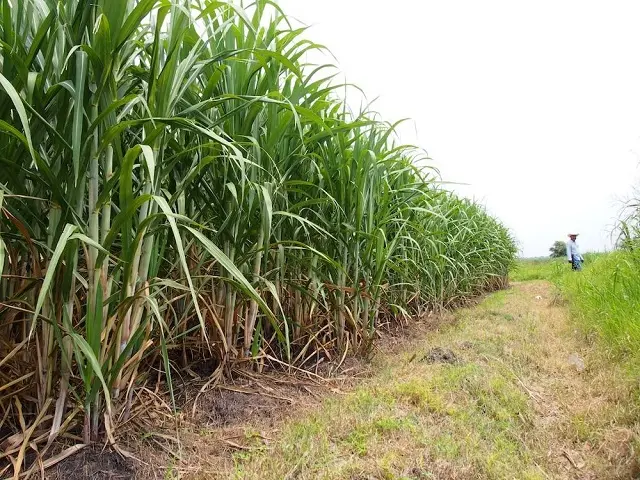 Proyectan certificar 50 mil hectáreas cañeras como producción sostenible, incrementando productividad y contra el cambio climático