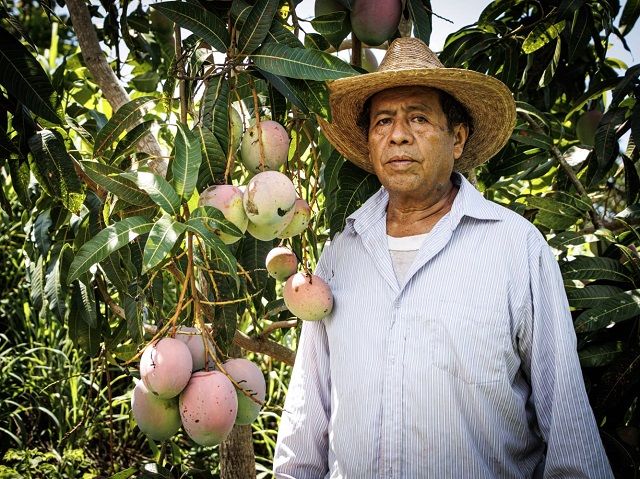 Guerrero se consolida como primer productor de mango en México. El fruto tiene numerosas variedades con formas, texturas, colores y sabores