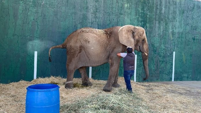 La salud de la elefanta Annie está en riesgo, así como la seguridad de muchas personas. Annie debe ser trasladada lo antes posible