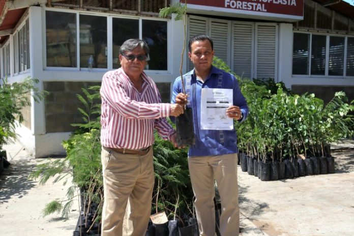 Gobierno de Guerrero fortalece trabajos de reforestación en la entidad