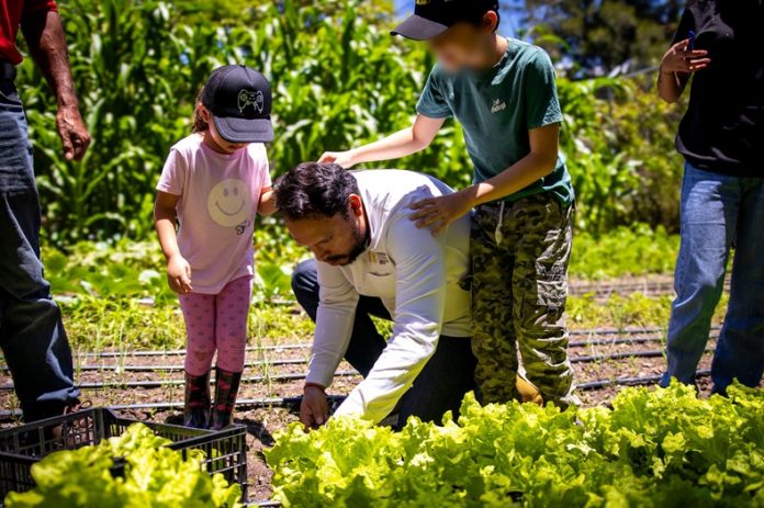 🌱 Niños cosechan esperanza: Sagadegro celebra su primera cosecha de lechugas con mirada en el futuro de Guerrero