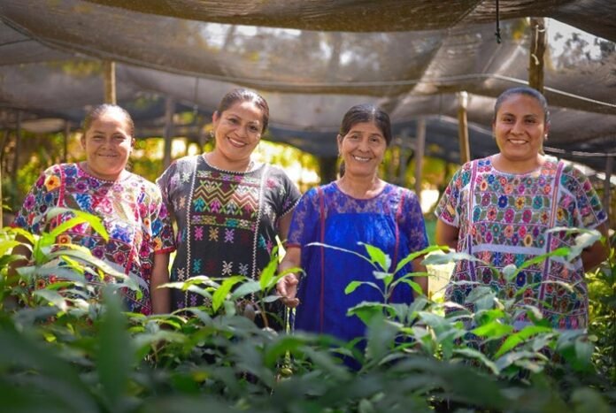 El Gobierno de México impulsa el rescate del algodón nativo amuzgo en Guerrero y Oaxaca con Sembrando Vida y 581 nuevos beneficiarios.