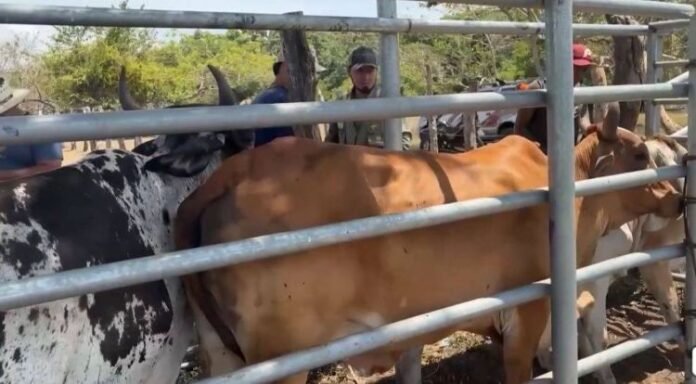 Sin apoyo para el combate al gusano barrenador en Petatlán