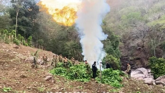 Aseguran e incineran más de 43 mil plantas de marihuana en la sierra de Durango