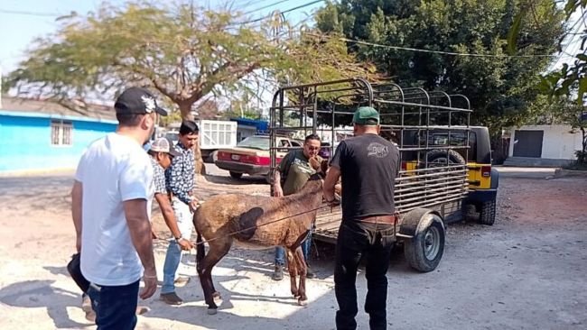 Por instrucción de la gobernadora Evelyn Salgado Pineda, la PROPAEG atendió una denuncia de maltrato de equinos en Chilpancingo