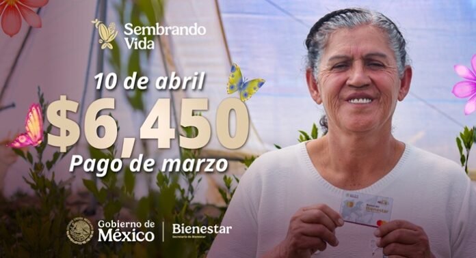 Sembrando Vida realizó la dispersión del pago de marzo por 6,450 pesos a más de 421 mil beneficiarios en México, informó la Secretaría de Bienestar.