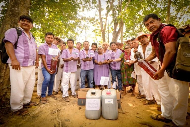 Sembrando Vida impulsa más de 16 mil biofábricas en México