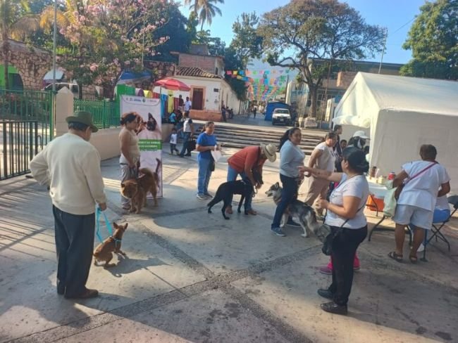 Fortalece SSG Bienestar Animal con Jornadas de Esterilización y Vacunación en Guerrero